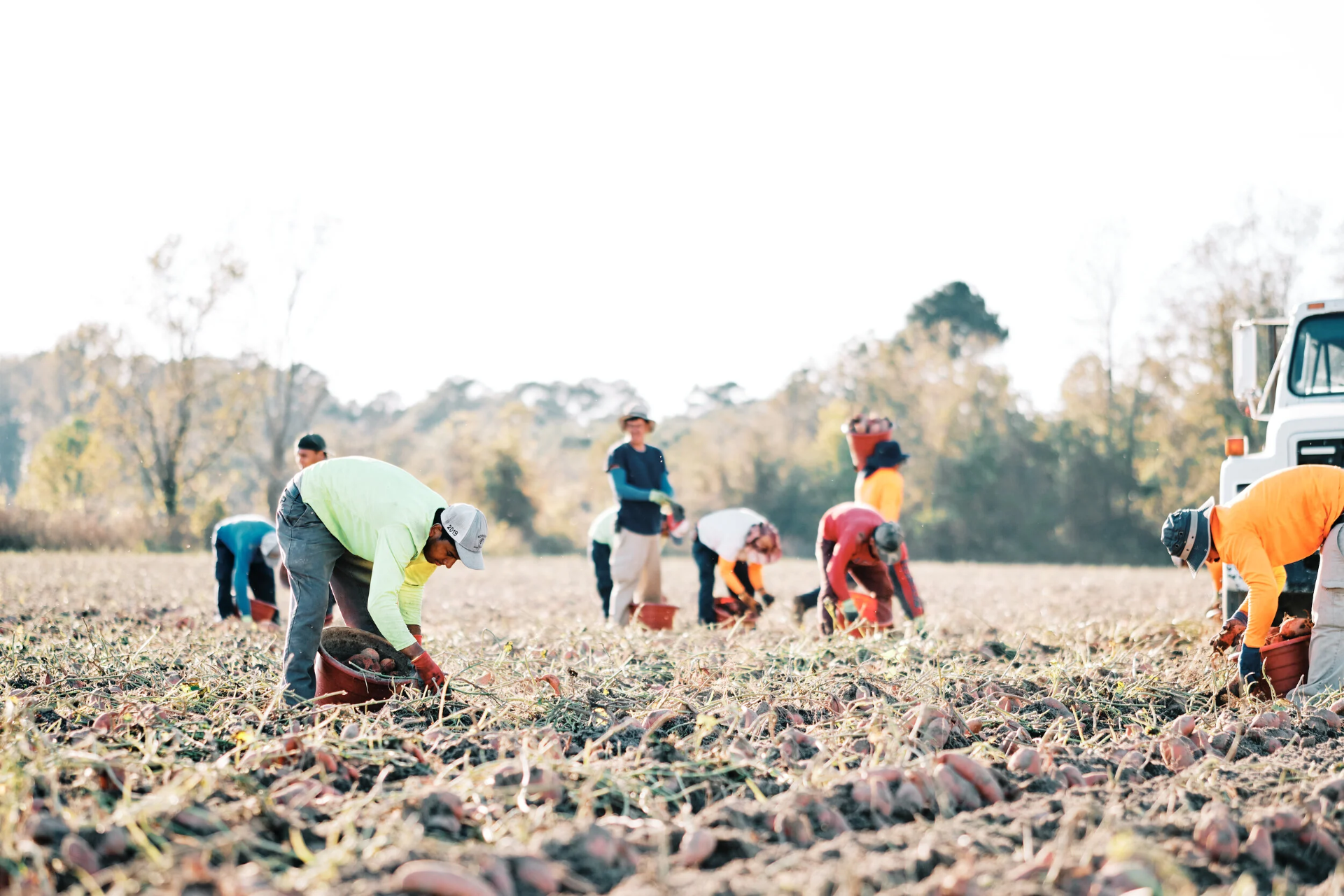 Crew hand-harvesting sweetpotatoes in a Johnston County field.