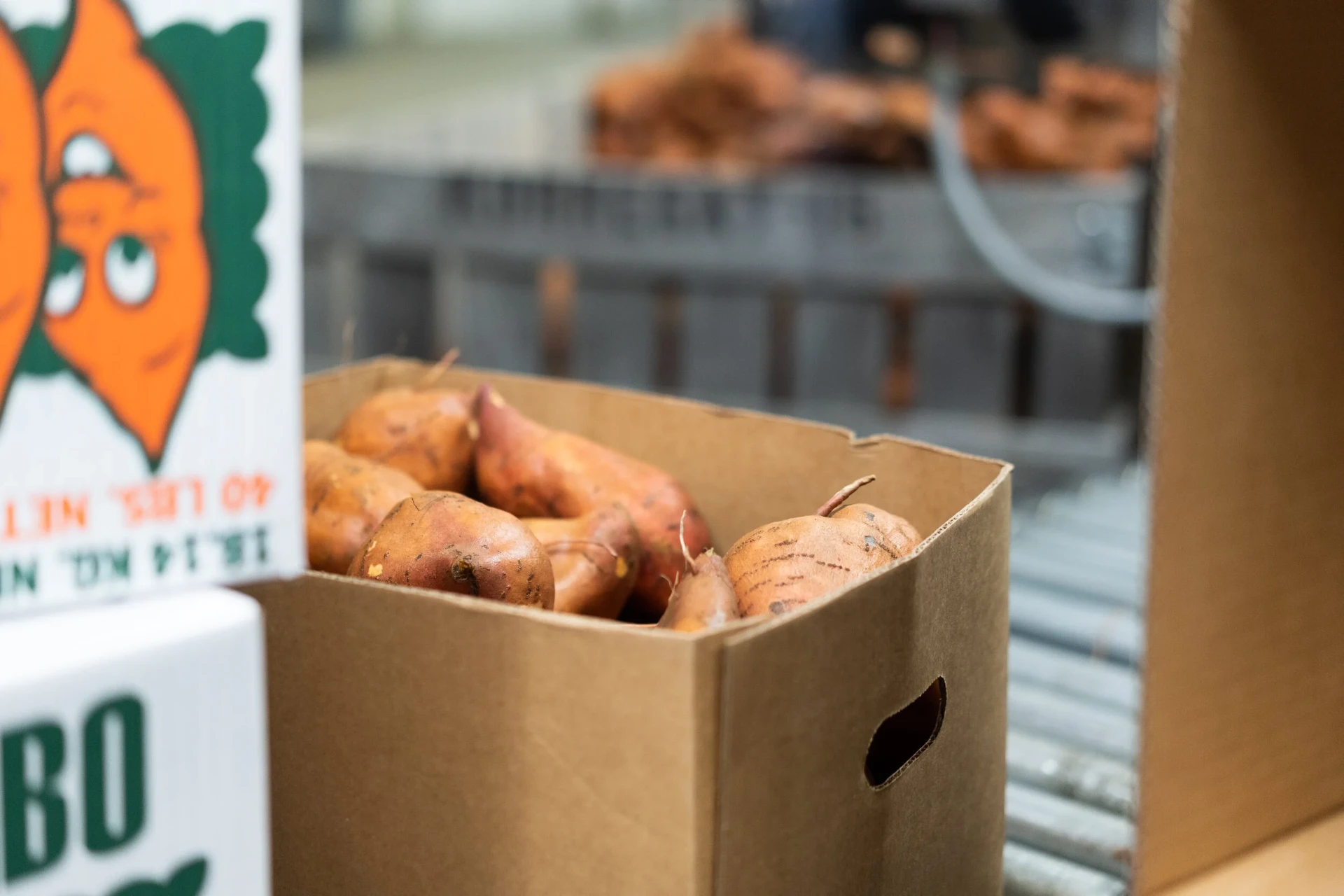 Covington sweetpotatoes freshly packed at Kornegay Family Farms.